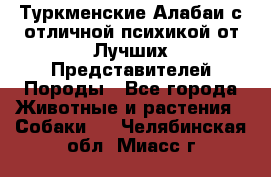 Туркменские Алабаи с отличной психикой от Лучших Представителей Породы - Все города Животные и растения » Собаки   . Челябинская обл.,Миасс г.